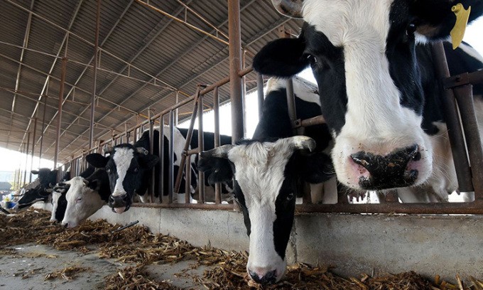 Trung Quốc nhân bản thành công 3 'siêu bò sữa'