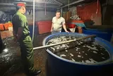 Công an TPHCM đột kích lò 'phù phép' 3.000 tấn ốc bằng hóa chất công nghiệp
