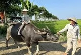 Du khách hào hứng trải nghiệm cưỡi trâu, chụp ảnh giữa đồng lúa ở Hội An