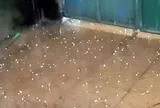 Hà Nội xuất hiện mưa đá