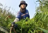Len lỏi vào bụi rậm, hái đọt choại mưu sinh ở vùng ven TP.HCM