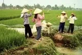 Chiếc gầu dây thương nhớ một thời trở lại phố phường