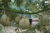 Đồng Tháp tháo gỡ điểm nghẽn cho ngành hàng sầu riêng