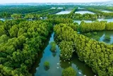 Bất ngờ đàn chim quý hiếm hàng trăm con xuất hiện ở đầm Thị Nại