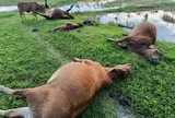 Sét đánh trúng đàn bò của người dân, 5 con chết tại chỗ