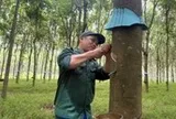 Những sáng kiến vì người lao động ngành cao su