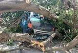 Cây bồ đề bất ngờ bật gốc đè bẹp cabin xe tải đang chạy trên đường ở TPHCM