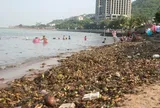 Lục bình phủ kín Bãi Trước Vũng Tàu, vì sao người dân vẫn 'vô tư' tắm biển?