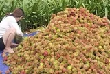 Giá trái cây tại vườn rẻ rề, ra đến chợ tăng gấp 4-5 lần