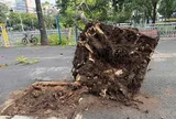 Cây phượng bật gốc ngã trong công viên ở trung tâm TPHCM