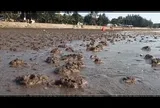 Người đàn ông bị sét đánh tử vong ở bãi biển Đồ Sơn