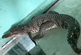 Con vật có hàm khỏe, chuyên ăn thịt bất ngờ xuất hiện tại nhà người phụ nữ