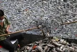 Hà Nội: Cá chết trắng hồ Nghĩa Đô, cảnh tượng bất thường "chưa từng thấy"