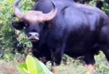 Hai con bò tót chết bất thường trong khu bảo tồn ở Đồng Nai