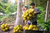 Nhiều loại trái cây ở miền Tây giảm giá mạnh, nhà vườn buồn hiu