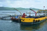 Sẽ có tiêu chuẩn Việt Nam cho nuôi cá biển công nghiệp