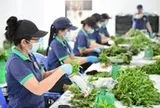 Nông nghiệp tương lai từ những Hợp tác xã 'nghĩ lớn'