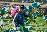 Sen Bách Diệp hồ Tây mất mùa, trà gạo sen 30-50 triệu đồng 1kg không có bán