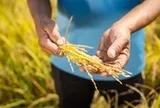 Điểm tựa cho một mùa vụ vững tin hơn