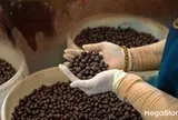 Robusta Việt Nam: Từ nguyên liệu pha trộn đến vị thế dẫn đầu thế giới