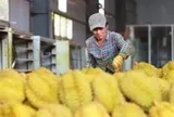 Mở được thị trường, nông sản Việt vẫn lo bị đẩy ra
