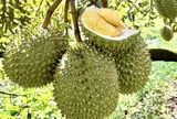 Những ‘góc khuất’ của ngành xuất khẩu sầu riêng
