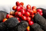 Dệt mạng lưới nông hộ, tạo chuỗi giá trị xuất khẩu Robusta khép kín