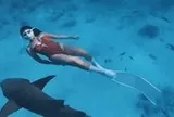 Lặn cùng cá mập y tá ở Maldives