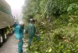 Mưa lớn, nhiều cây rừng ngã đổ chắn ngang đèo Bảo Lộc