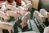 Vốn hóa giảm 28% từ khi lên sàn, Nông nghiệp Hòa Phát kinh doanh ra sao?