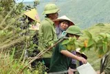 Hơn 1.200 người chuyền tay 3.000 tấm bê tông, đưa dòng chữ 'Bác Hồ sống mãi' trở lại núi Nhón