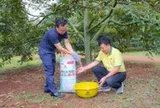 Mô hình chăm sóc sầu riêng hiệu quả cao tại Krông Pắk