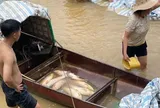Mực nước sụt bất thường tại thủy điện Cẩm Thủy 1, gần 10 tấn cá lồng chết