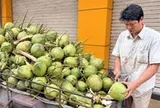 Dừa tươi miền Tây bán tại vườn chỉ 6.500 đồng/trái, sao ra chợ lại 15.000 đồng?