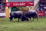 Mãn nhãn những kháp đấu dũng mãnh tại lễ hội chọi trâu Đồ Sơn