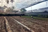 Làng hoa Tây Tựu thiệt hại nặng do ngập úng