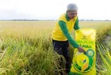 Canh tác lúa phát thải thấp ở Đồng Tháp: '3 giảm' để '2 tăng'