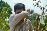 Sông Pheo chậm thoát nước ra sông Nhuệ, dân làng hoa Tây Tựu chua xót nhìn hoa chết