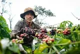 Robusta tuần qua: Sản lượng Robusta Brazil giảm 6,6%