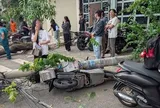 Hai cây phượng bật gốc kéo đổ 3 trụ điện, làm hư hỏng nhiều xe ở TPHCM