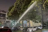 Mùi hương hoa sữa khiến người dân Thủ đô khó chịu: Đơn vị quản lý nói gì?