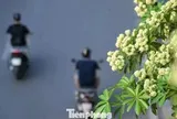 Hàng nghìn cây hoa sữa nở dày đặc trên các tuyến phố phía Tây Hà Nội