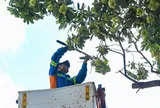 Hà Nội đang dùng xe chuyên dụng cắt tỉa hoa sữa