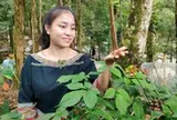 'Quốc bảo' sâm Ngọc Linh có trồng được ở Gia Lai?