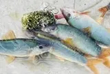 Giá cả đầu ngày: Cá heo sống giá nửa triệu đồng/kg ở chợ miền Tây