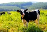 Bốn kinh nghiệm chăn nuôi bò sữa công nghệ cao được Tập đoàn TH chia sẻ với quốc tế