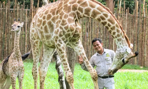 Những ca khó ở “kỳ quan hoang dã” hơn 500 ha Vinpearl Safari Phú Quốc