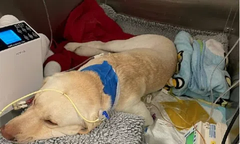 Bỏ hơn 50.000 USD giành giật sự sống cho chó cưng