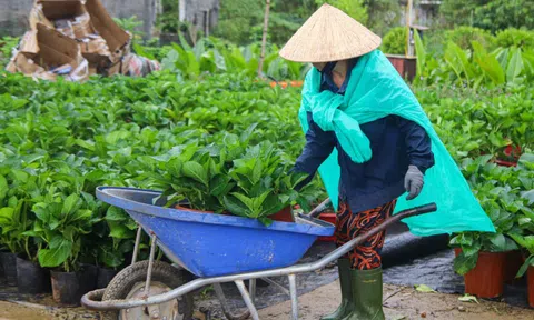 Mưa dài ngày, nhiều nhà vườn Đà Nẵng nhọc nhằn vụ hoa Tết