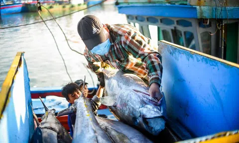 Chưa thể làm chợ đấu giá thủy sản do... đầu nậu